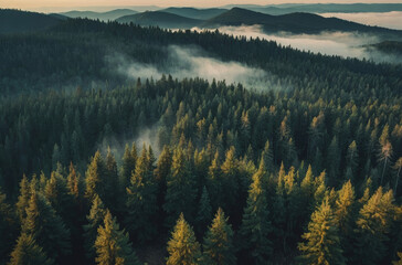 fir forest in the mountains