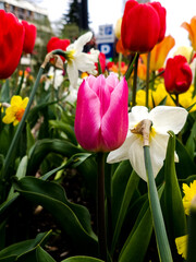 Naklejka premium Red and Yellow tulips in the garden