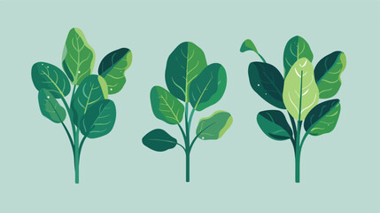 Spinach vector flat minimalistic isolated illustrtion