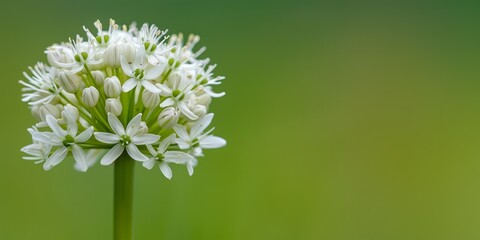 Allium, a giant white onion flower head on a light green background. space for text or advertising
