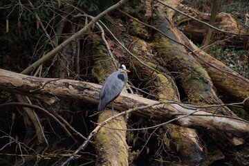 A wild Gray heron (Ardea cinerea) in Berlin Tiergarten, Germany