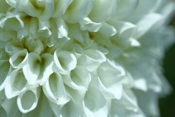 色鮮やかで存在感ある花