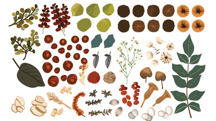 Traditional Chinese Medicine Herbs vector flat 