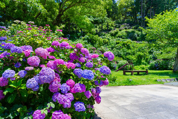 静岡県下田市　下田公園のあじさい