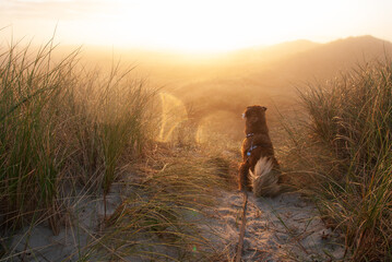 den Sonnenaugang in aller Ruhe beobachten - wuscheliger Hund sitz in einer Dünenlandschaft und...