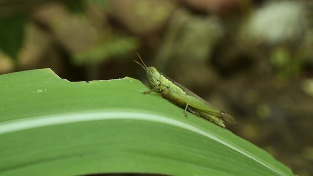 Green grasshoppers perched on leaves blown by the wind.