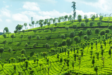 The beautiful green tea gardens in the village of Ketty near Ooty in the Nilgiri Hills of Tamil Nadu.