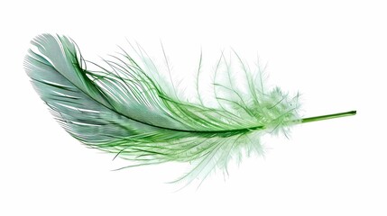 Obraz premium bird feathers background pattern, banner, wings background picture, seamless background