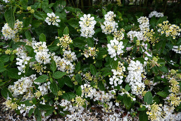 Little white flowers are blossom.