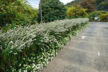 White flowers are blossom side the part way.