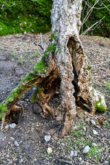 moss on old deformed tree trunk