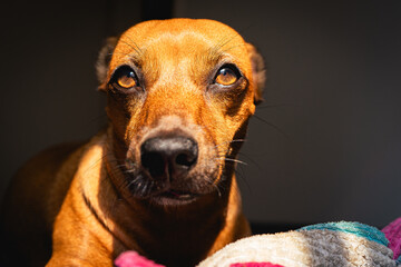 Portrait of a small brown mixed race dog, Looking into the sun. - obrazy, fototapety, plakaty