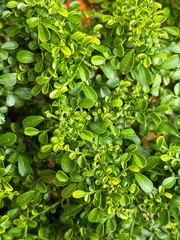 Boxwood. Plant (Buxus sempervirens). Green leaves.