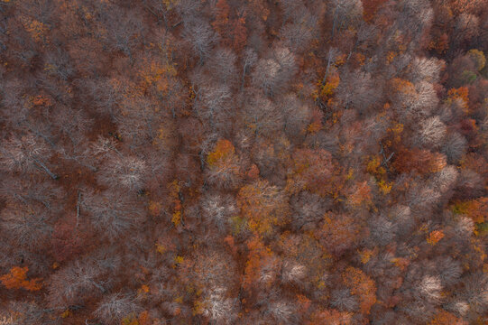 Aerial view of trees in a forest in autumn colours in Crimea Region, Autonomous Republic of Crimea, Ukraine.