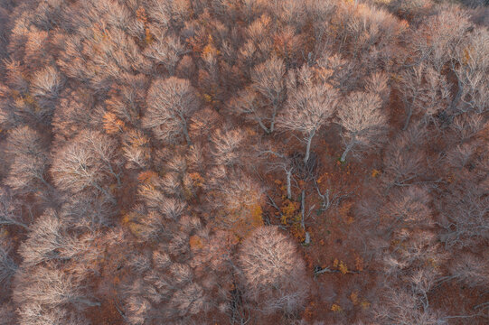 Aerial view of trees in a forest in autumn colours in Crimea Region, Autonomous Republic of Crimea, Ukraine.