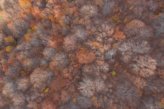 Aerial view of trees in a forest in autumn colours in Crimea Region, Autonomous Republic of Crimea, Ukraine.