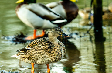 duck on the water