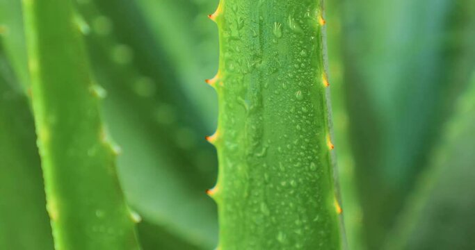 aloe in garden being cut from the base on sunny day