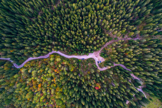 Aerial drone top view of Pine Tree Forest at Velika Planina, Kamnik, Slovenia.