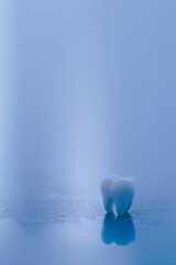 Tooth model on a blue background. Copy space.
