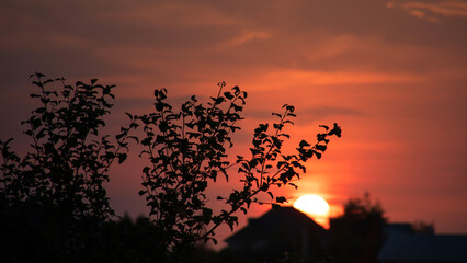 Silhouettes of trees and home against the background of a summer sunset.