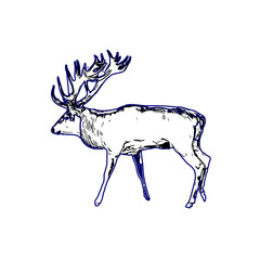 line sketch of antelope with transparent background