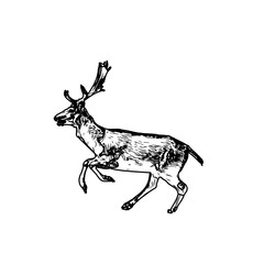 line sketch of antelope with transparent background