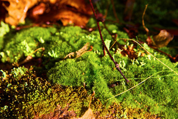 Lush Moss and Young Shoots in Sunlit Forest, Ground Level View