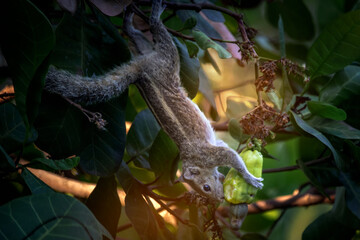 squirrel hanging on top of the tree eating fruit.