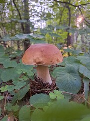 Лес, деревья, день, зеленый, лето 