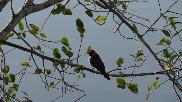 yellow billed cardinal, Paroaria capitata, a bird species with a bright red head native to the swamps of the Pantanal wetlands in Brazil.