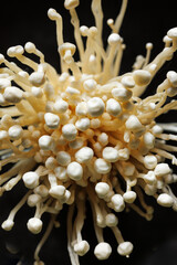 Close-up of a bunch of enoki mushrooms on a black background. Delicious and healthy edible mushrooms