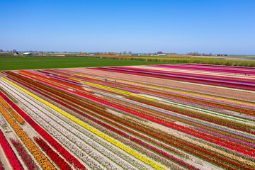 Drone photo of a colorful tulip field in the Dutch spring