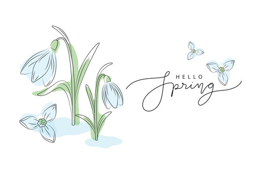 hello spring banner with spring flowers snowdrops, hand drawn vector illustration in outline style with lettering, isolated on white background