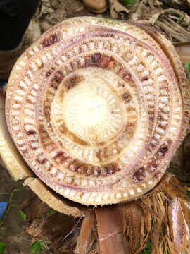  reddish internal symptoms vascular discoloration caused by Fusarium wilt Foc TR4 banana pseudostem