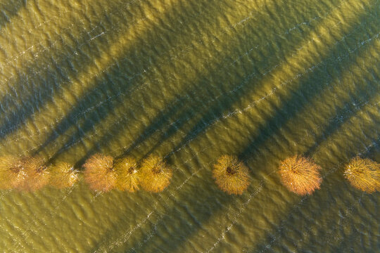 Abstract aerial top view of flooded willows with shadows on submerged floodplains of river Nederrijn, Betuwe, Gelderland, Netherlands.