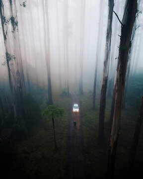 Aerial drone view of a male person standing in the forest in Dandenong Ranges, Yarra Valley, Victoria, Australia.