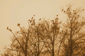 Early in the morning in haze atmosphere, a flock of crows covered the treetops branches