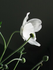 close up of a white flower