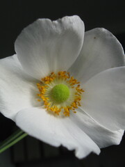 white flower on black