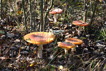Autumn sunny day. The group of beautiful bright mushrooms of fly agarics grows among young trees, a grass and fallen leaves.