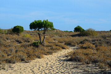 Camino de arena hacia la playa cerca de Tavira, Algarve, Portugal