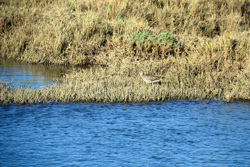 Ave en la Ria Formosa cerca de Tavira, Algarve, Portugal