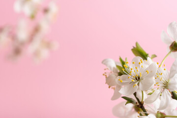 Beautiful spring flowers bloom on pink background with copy space. Spring backdrop.