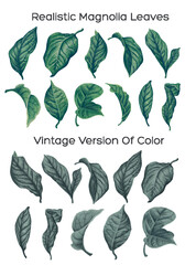 Highly detailed botanical illustration of green magnolia leaves. Hand-drawn clipart isolated on a white background, easy to edit, arrange for your product design. Ready-made elements in two colors