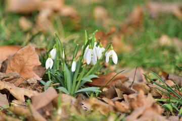 Kleines Schneeglöckchen (Galanthus nivalis) in Csorna, Ungarn