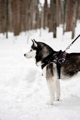 A husky dog on a leash in a snowy winter forest