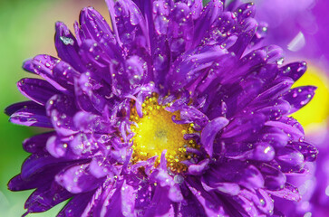 Close up of Winter flowers Aster with bokeh of water  drops on its petals in some garden in India.