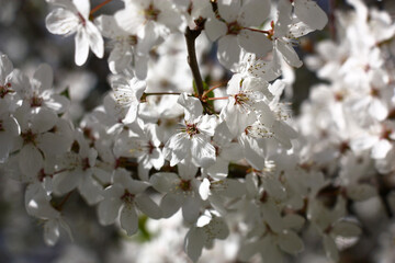 Obraz premium Sunny spring day. A fragment of a branch of the blossoming cherry plum. Fresh it is dazzling white flowers create a continuous background.