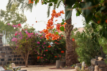 Fototapeta na wymiar Flowers in Capernaum